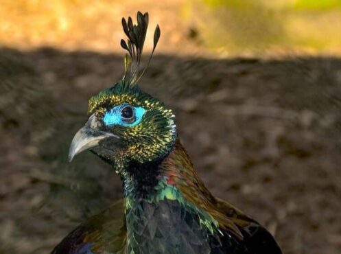 ghost pheasant with turquoise around eye