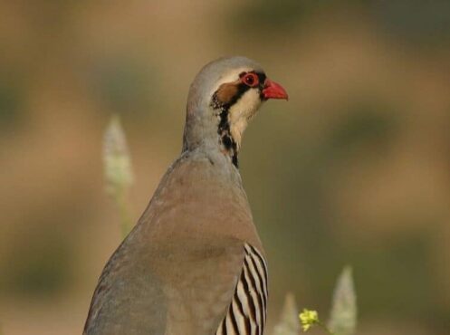 chukar bird with stripes on chest