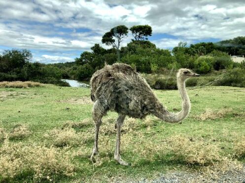 emu