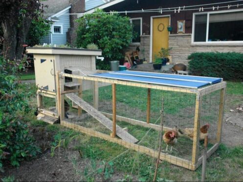 backyard-chicken-coop-with-green-roof_1