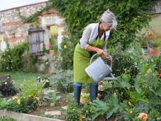 senior woman watering cottage garden with watering can 