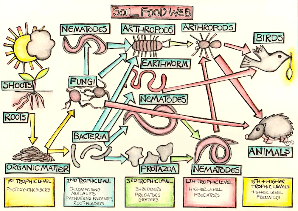 Free Food Temperature Chart - Download in PDF, Illustrator