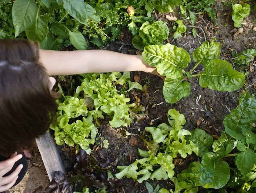 young woman planting chard